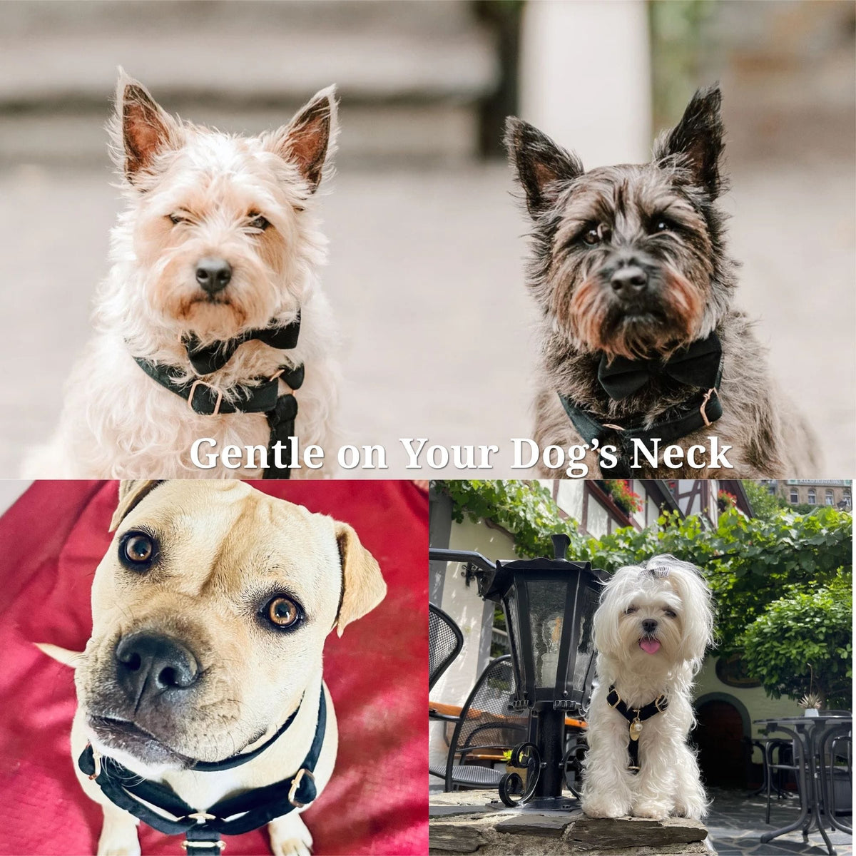 Personalized Black Velvet Dog Harness Set - Harness, Collar & Leash