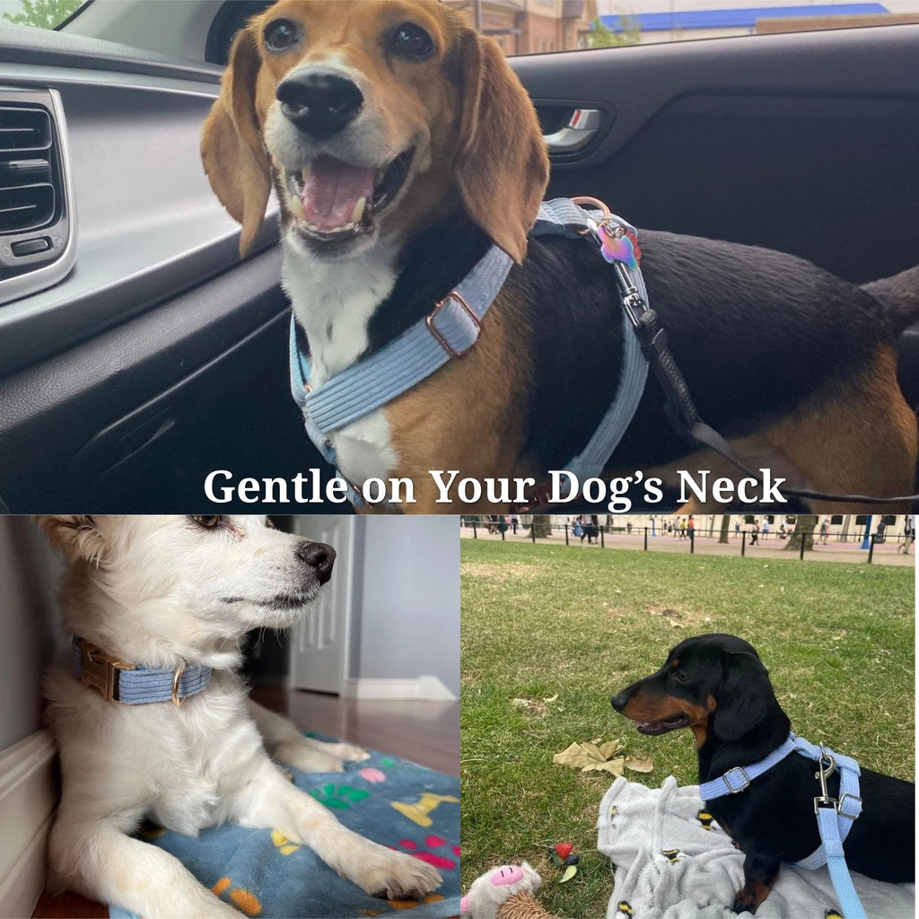 Personalized Blue Corduroy Dog Harness Set - Harness, Leash & Bow Tie